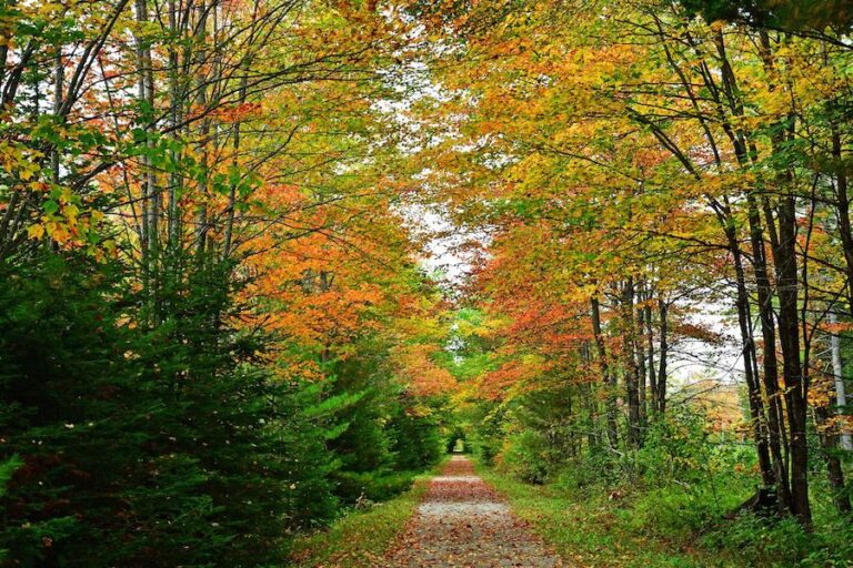 Top 10 Trails In New Hampshire Rails To Trails Conservancy Rails To   New Hampshires Northern Rail Trail Photo By TrailLink User Sc302  768x512 