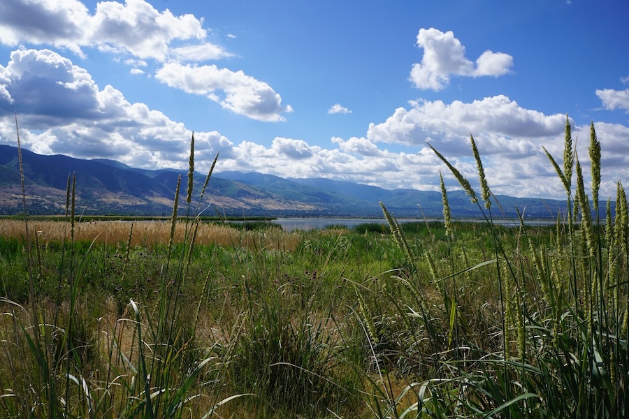 The tall grass and marshes of Utah's Farmington Bay Waterfowl Management Area in the Salt Lake City area serve as a nesting place for migratory birds. The Denver and Rio Grande Western Trail runs nearby. | Photo by Cindy Barks