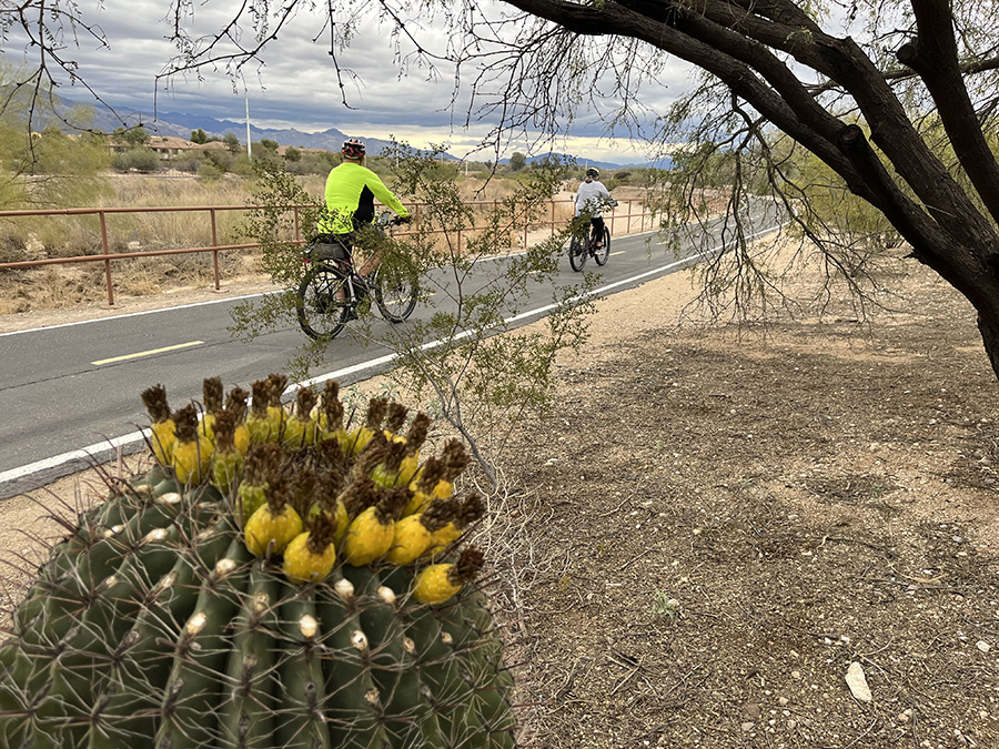 Flowering cacti can be found along the Rillito River Park Trial, which runs from the Santa Cruz River Trail at I-10 to Tucson’s North Craycroft Road. | Photo by Cindy Barks