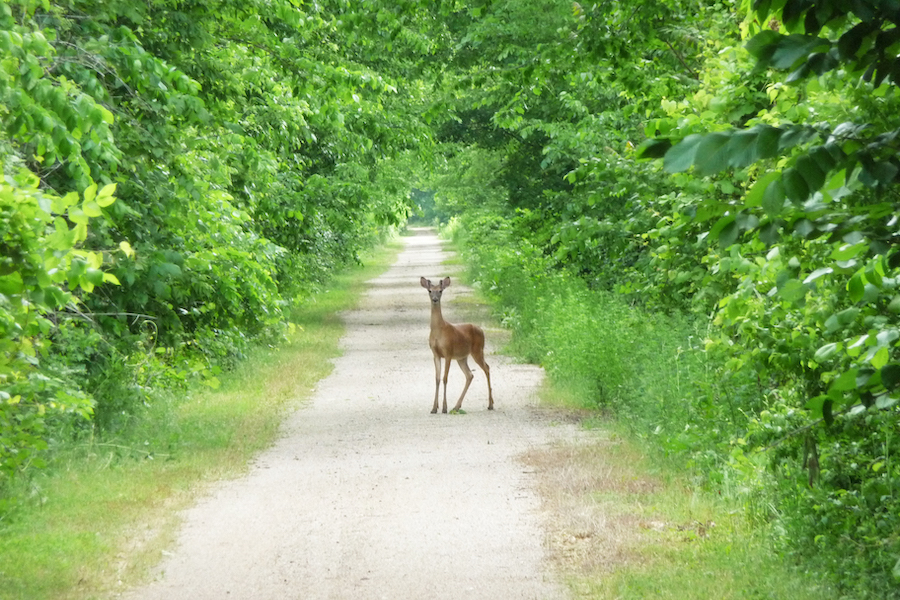 Running 51 miles in eastern Kansas, the Prairie Spirit Rail Trail State Park offers a taste of rural America: rolling pastures, wooded ravines, colorful wildflowers, big farms and open skies. Photo by Trent McCown.