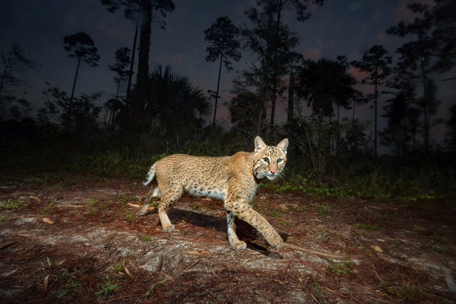 A bobcat captured via a camera trap | Photo courtesy Florida Wildlife Corridor Foundation