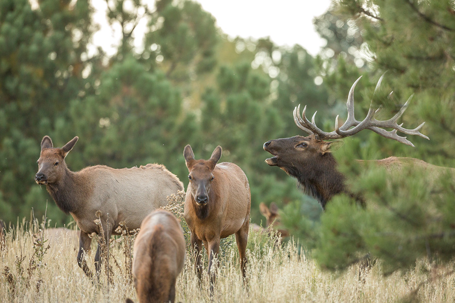 Elk | Photo courtesy Rocky Mountain Elk Foundation