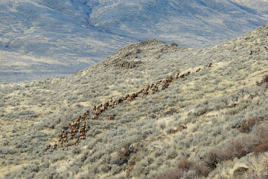 Elk | Photo by Ken Miracle, courtesy Rocky Mountain Elk Foundation