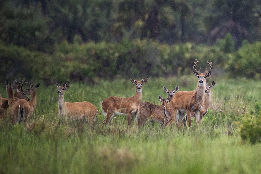 Key deer along the Florida Wildlife Corridor | Photo courtesy Florida Wildlife Corridor Foundation