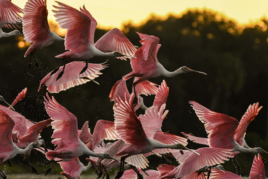 Spoonbills in the Florida Wildlife Corridor | Photo by Jonathan Crossman