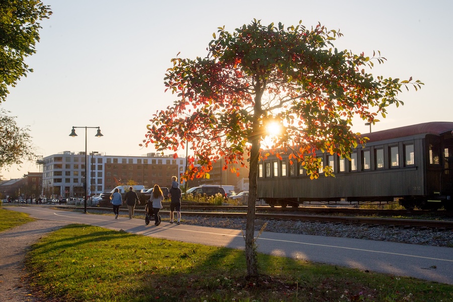 Tree along the Eastern Promenade Trail | Photo by Corey Templeton