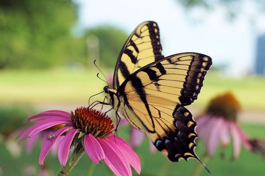 Tiger swallowtail on a coneflower along Kansas' Prairie Spirit Trail State Park | Photo by Lynn Anderson