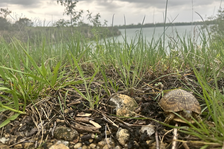 Turtles along Kansas' Prairie Spirit Trail State Park | Photo courtesy Thrive Allen County