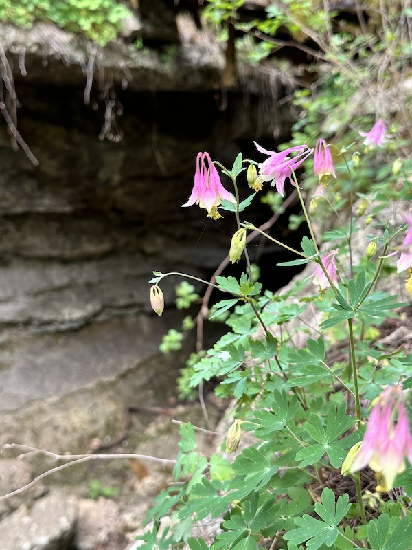 Wildflowers along Kansas' Prairie Spirit Trail State Park | Photo courtesy Thrive Allen County